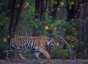 kanha tour