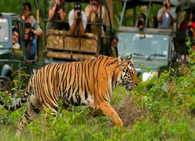 kanha tour