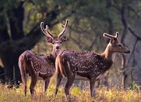 kanha safari zones